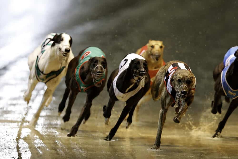An Introduction to Greyhounds Betting Exchange